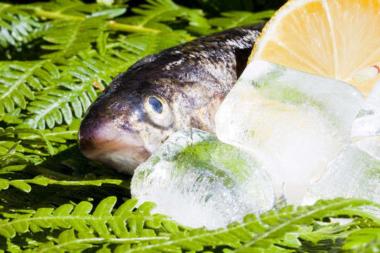 魚