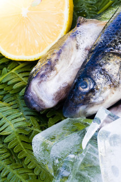魚