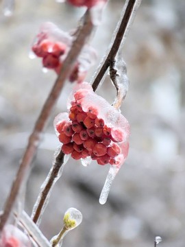 漿果。冰。雨夾雪。