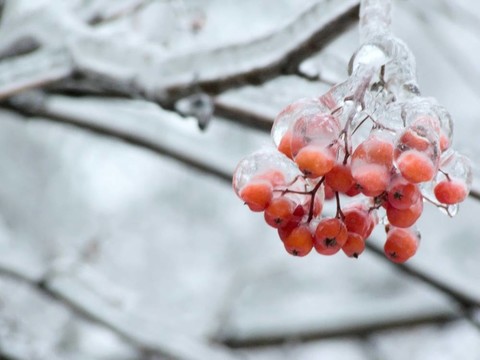漿果。冰。雨夾雪。