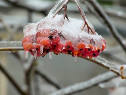 漿果。冰。雨夾雪。