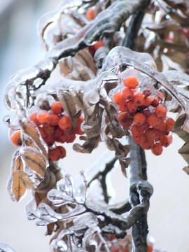 漿果。冰。雨夾雪。