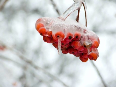 漿果。冰。雨夾雪。