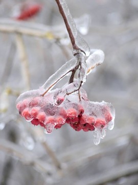 漿果。冰。雨夾雪。