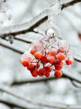 漿果。冰。雨夾雪。