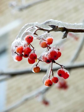 漿果。冰。雨夾雪。