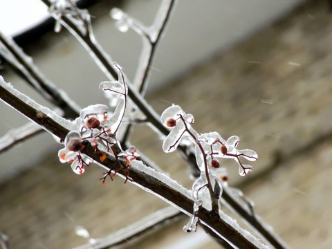 漿果。冰。雨夾雪。