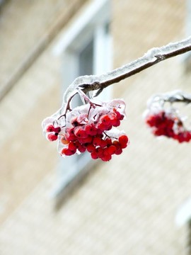 漿果。冰。雨夾雪。