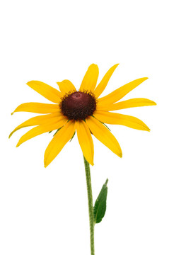 Black Eyed Susan（Rudbeckia Hirta）