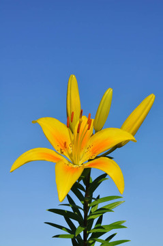 Yellow Lily（百合）花