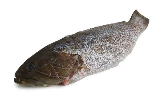 規(guī)模的石斑魚