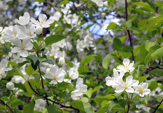 蘋果樹花