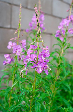 美麗的丁香花