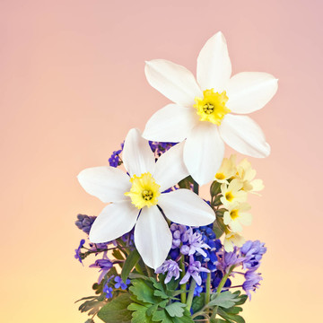水仙花