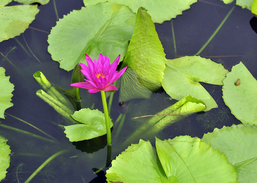 水塘  水生植物