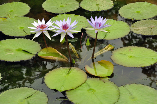 睡蓮   蓮花