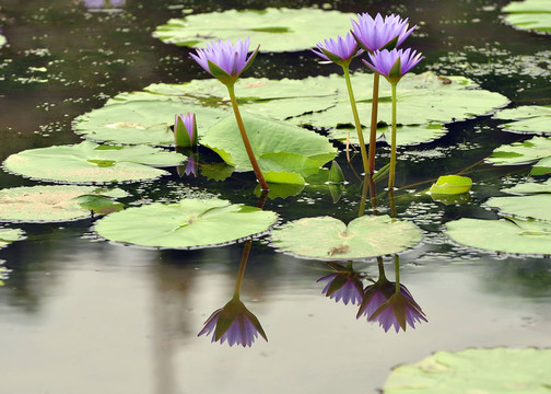 水生植物
