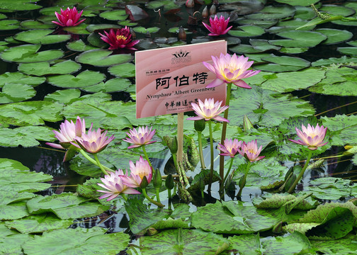 荷塘   水池