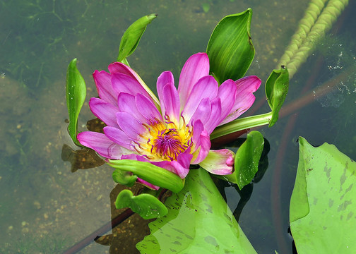 荷花  蓮花