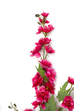 櫻花