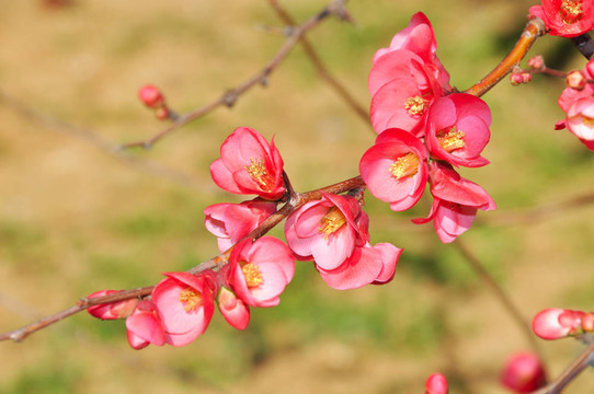 春天的花朵