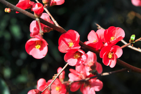 春天的花朵