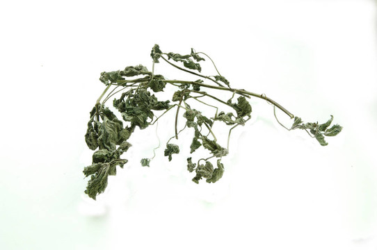 干薄荷葉