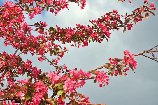 春天的花朵