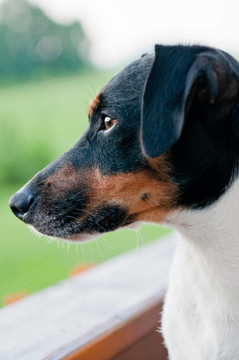 杰克羅素梗犬