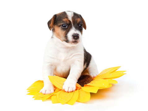 Jack Russell幼犬