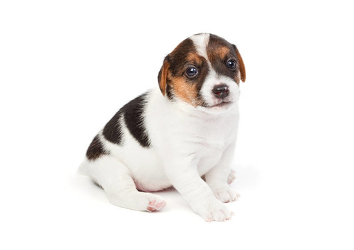 Jack Russell幼犬