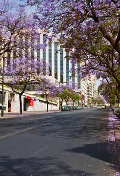 城市春天景觀。Lisbon。
