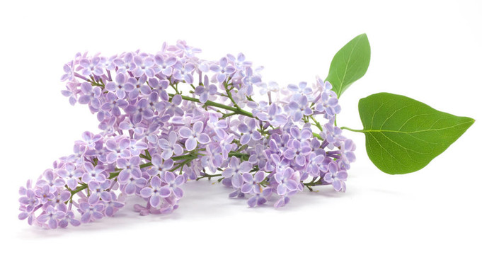 丁香花