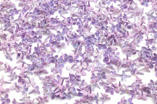 丁香花