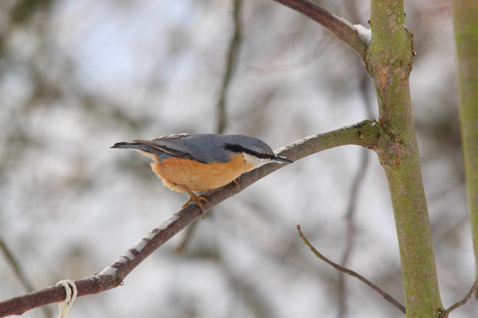 普通鳾