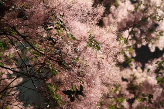 檉柳