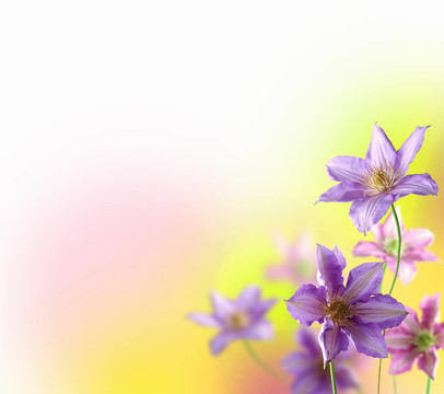五顏六色的花朵背景