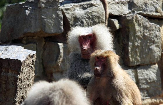 Hamadryas baboon夫婦