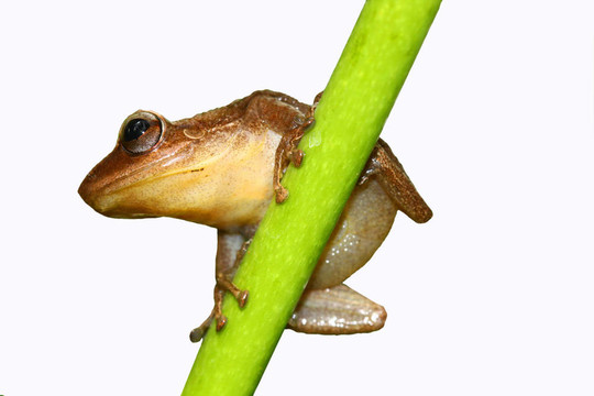 常見的coqui