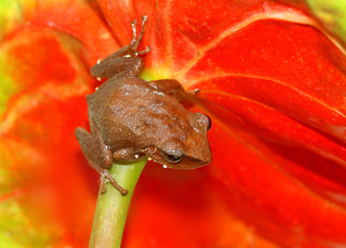 常見的coqui