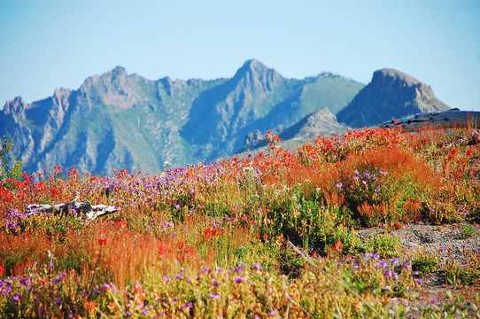 野花草地