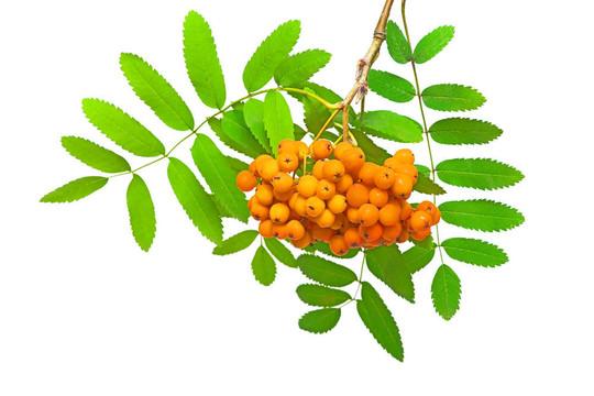 一束花楸漿果