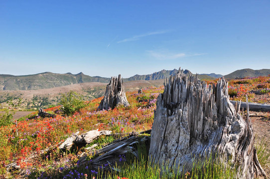 野花和treestumps