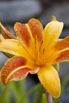 Bright tiger lily。