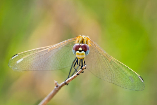 蜻蜓（sympetrum SP）
