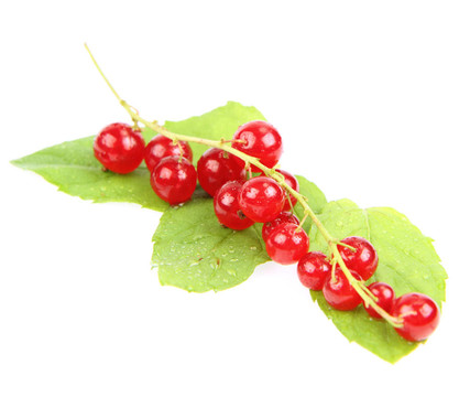 紅醋栗