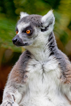環(huán)尾狐猴；Lemur catta