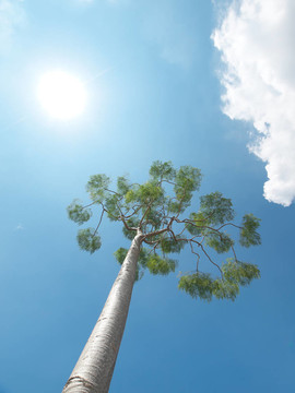 樹和太陽