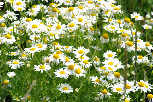 甘菊花