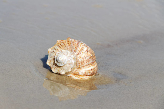 海蝸牛。
